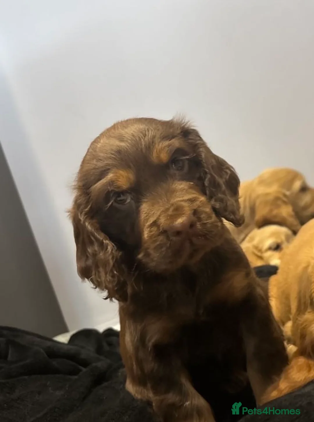 Cocker Spaniel dogs for sale: Cocker spaniel puppies  - Advert 2