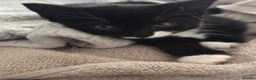 Mixed Breed cats for sale: Beautiful fluffy tuxedo kittens available now - Advert 6
