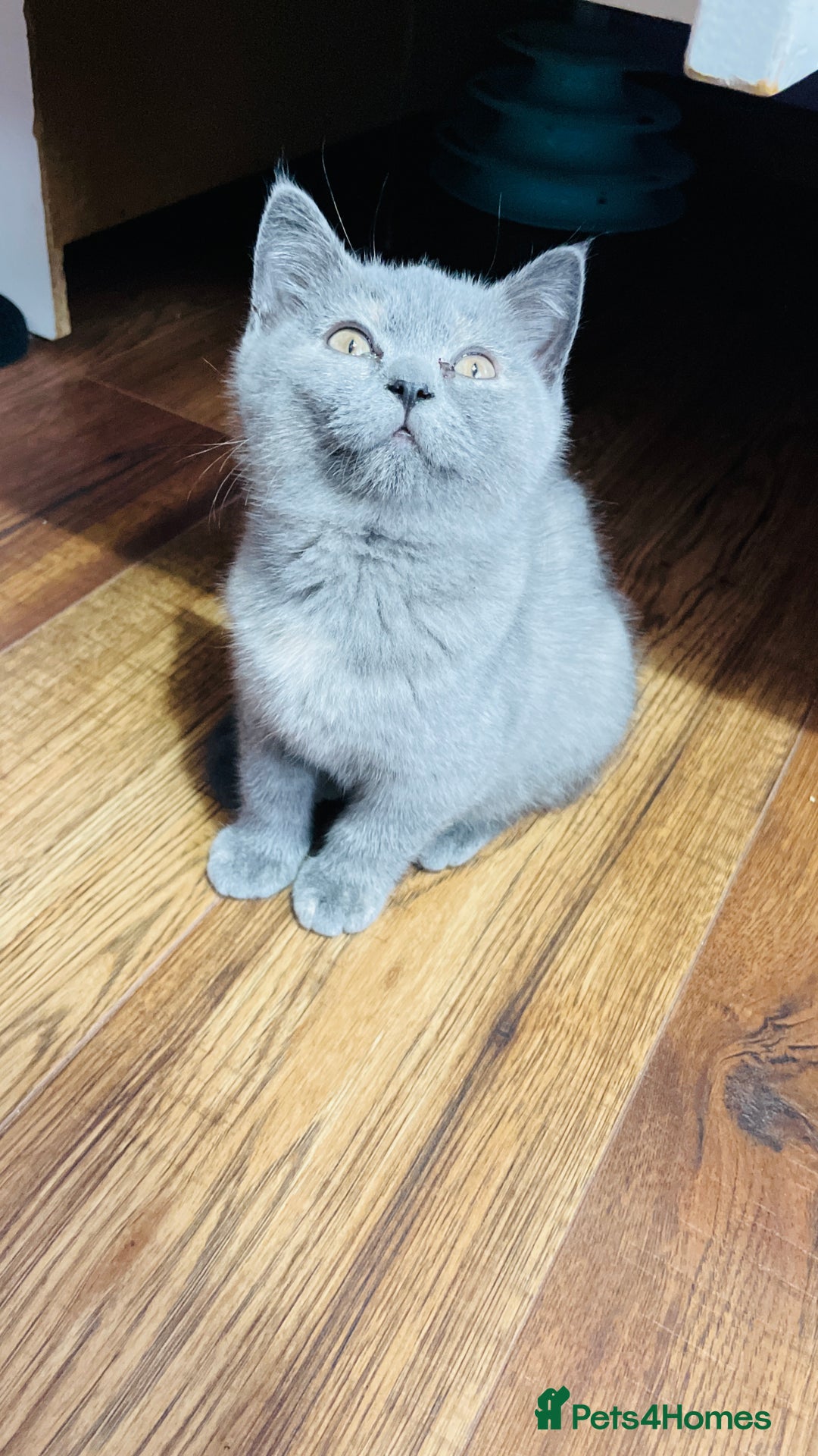 Scottish Fold cats for sale: Beautiful litter of Scottish fold  😍 - Image 28