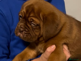 Dogue De Bordeaux dogs Outstanding Chunky KC DDB Puppies - Advert 2