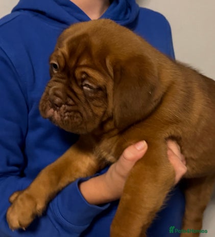 Dogue De Bordeaux dogs Outstanding Chunky KC DDB Puppies - Advert 1