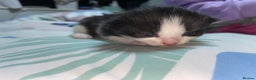 Mixed Breed cats for sale: Beautiful female kittens - Advert 14