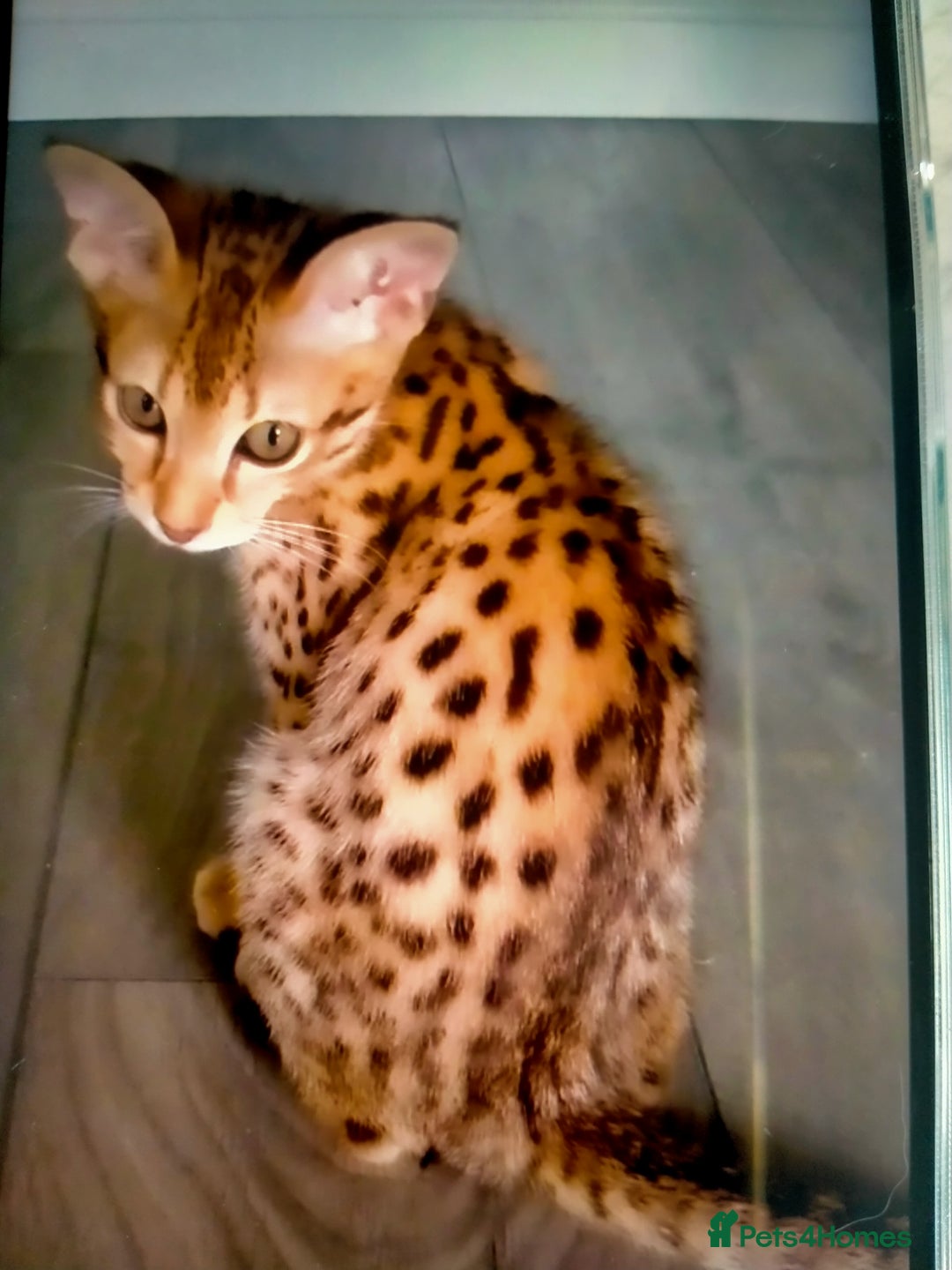 Savannah cats for sale: F3 savannah girls Tica reg + silver boy - Image 22