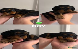 Cavalier King Charles Spaniel dogs for sale: KC REGISTERED GORGEOUS BLACK & TAN PUPPYS  - Image 7