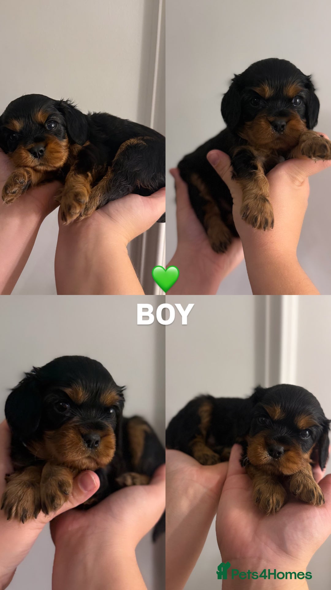 Cavalier King Charles Spaniel dogs for sale: KC REGISTERED GORGEOUS BLACK & TAN PUPPYS  - Image 7