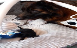 German Shepherd dogs for sale: Excellent Long-Haired German Shepherd Puppies-KC - Image 13