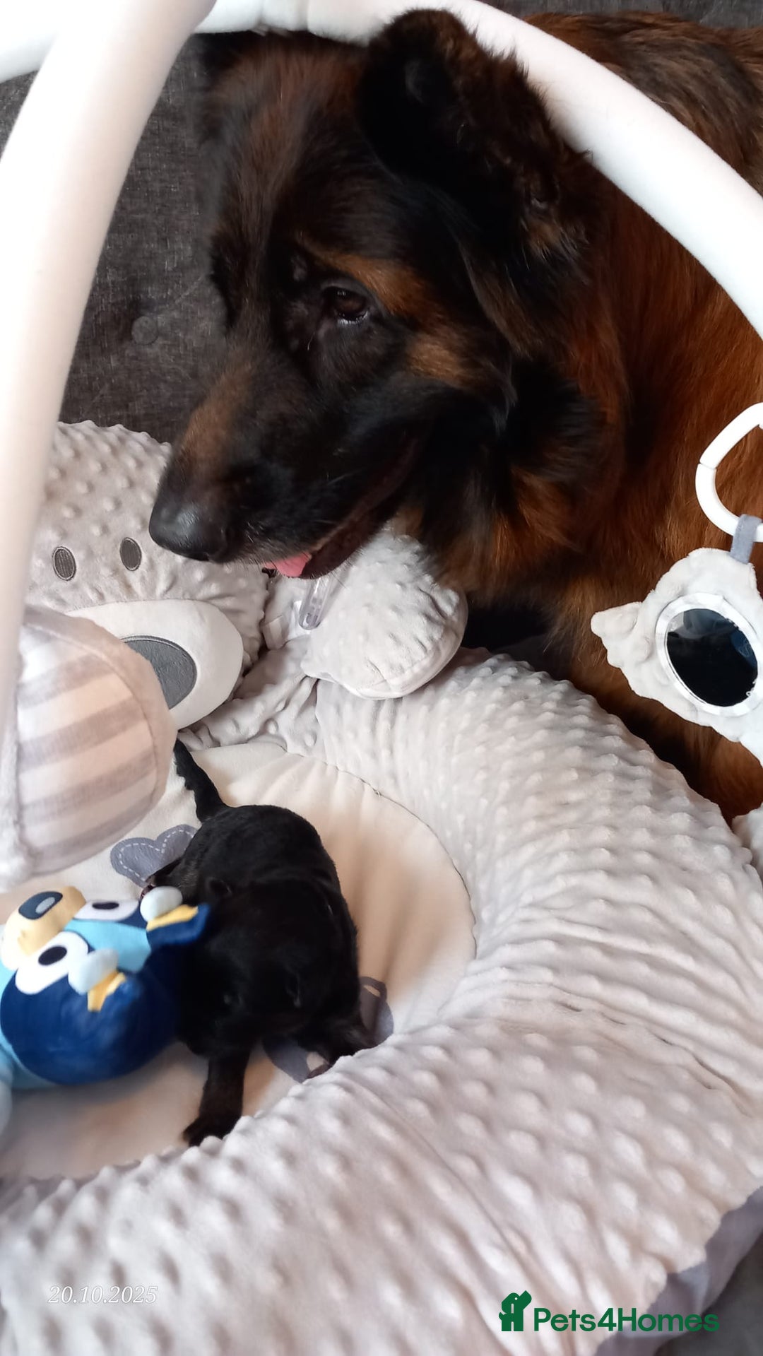 German Shepherd dogs for sale: Excellent Long-Haired German Shepherd Puppies-KC - Image 13