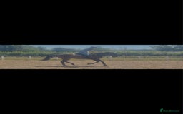 English Thoroughbred horses for sale: Remny - Teenagers fun project  - Image 3