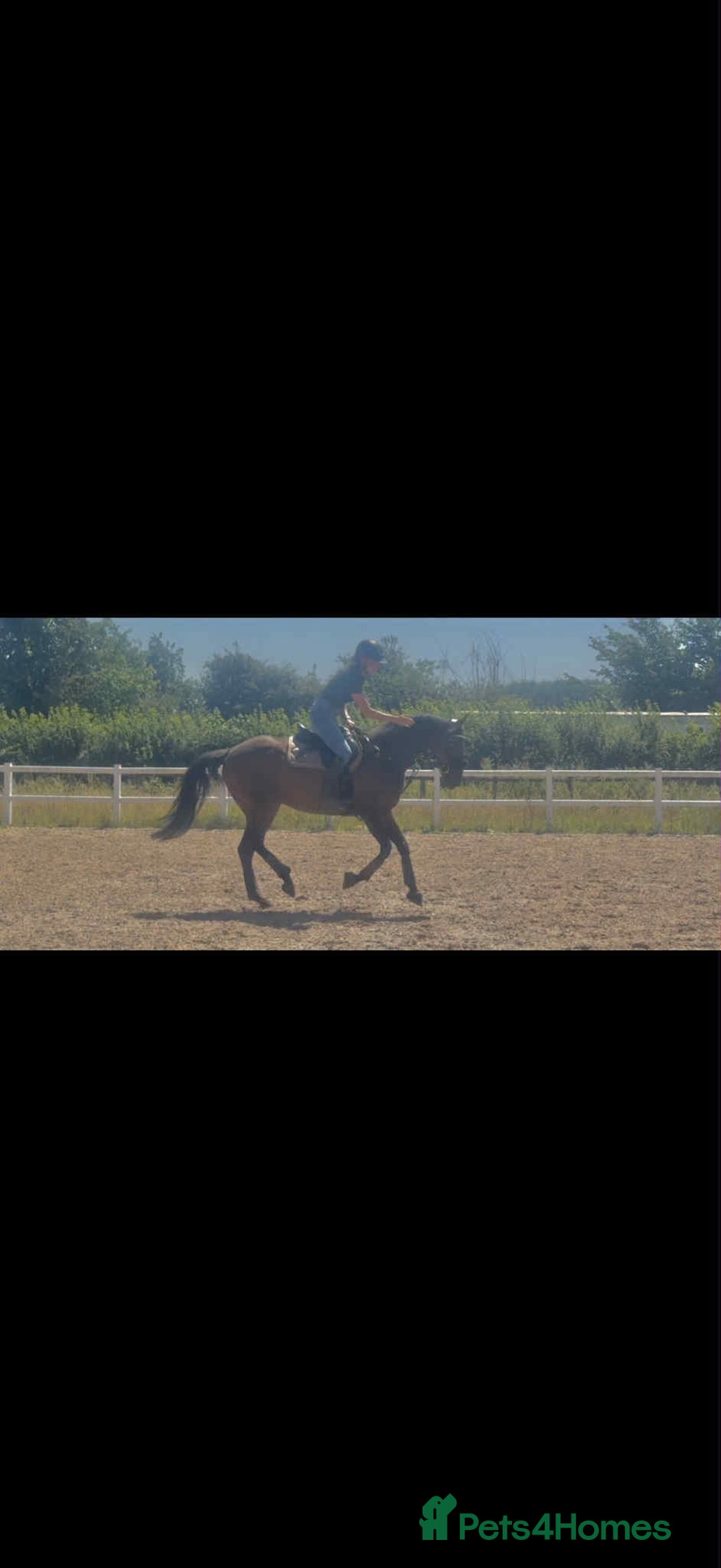 English Thoroughbred horses for sale: Remny - Teenagers fun project  - Image 3