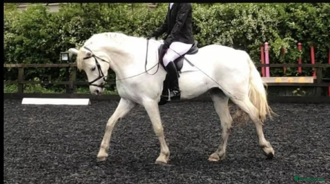 Connemara horses for sale: Dana, Connemara Mare in Crook - Advert 5