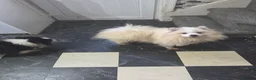 Pomeranian dogs for sale: Leo dog - Advert 2