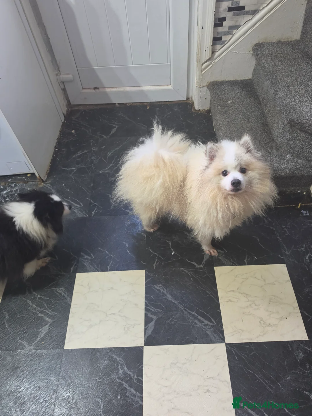 Pomeranian dogs for sale: Leo dog - Advert 2