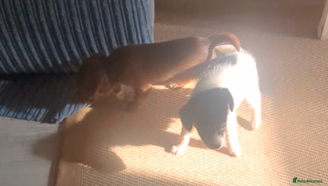 Mixed Breed dogs for sale: Adorable puppies ready 11/10 - Image 13