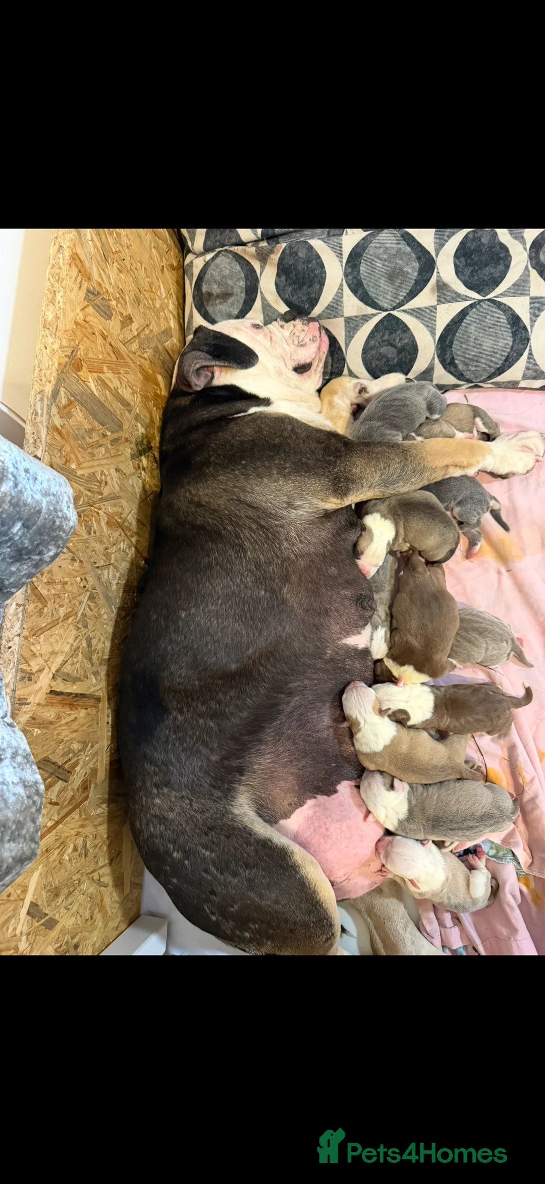 Olde English Bulldogge dogs for sale: 12 olde English bulldogs  - Advert 1