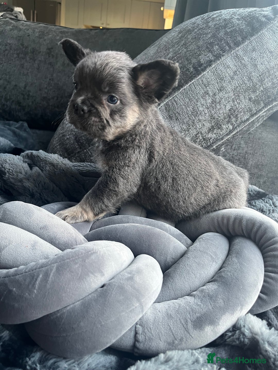 French Bulldog dogs for sale: Beautiful full fluffy frenchies  - Advert 30