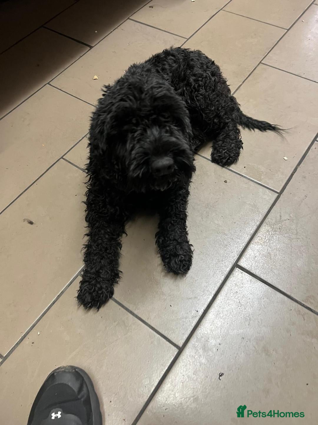 Cockapoo dogs for sale: cockapoo - Advert 3