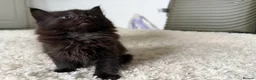 Mixed Breed cats for sale: 4 kittens looking for new home  - Advert 10