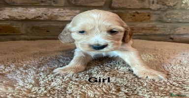 Cocker Spaniel dogs - Advert 11