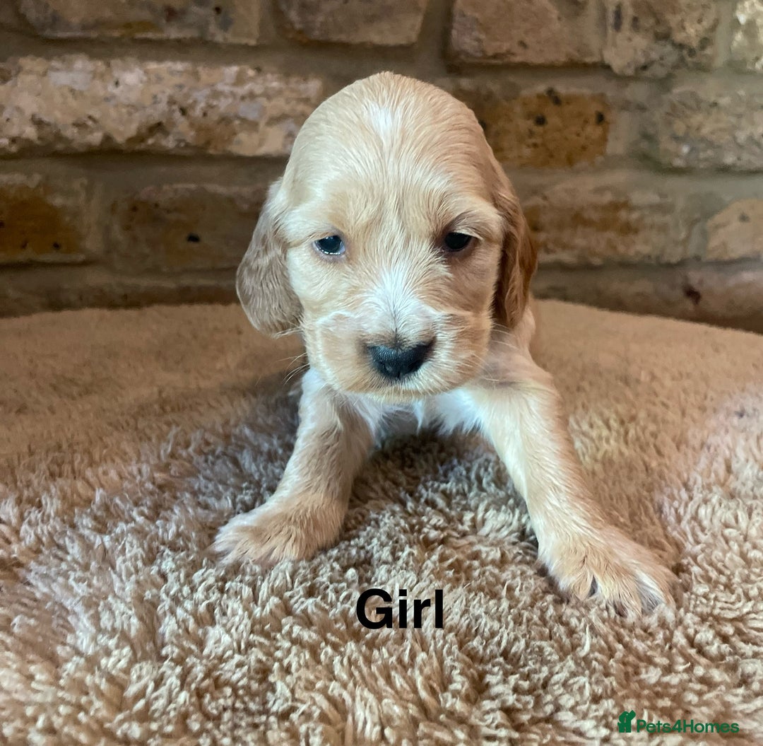 Cocker Spaniel dogs for sale: KC Cocker Spaniel Puppies  - Image 2