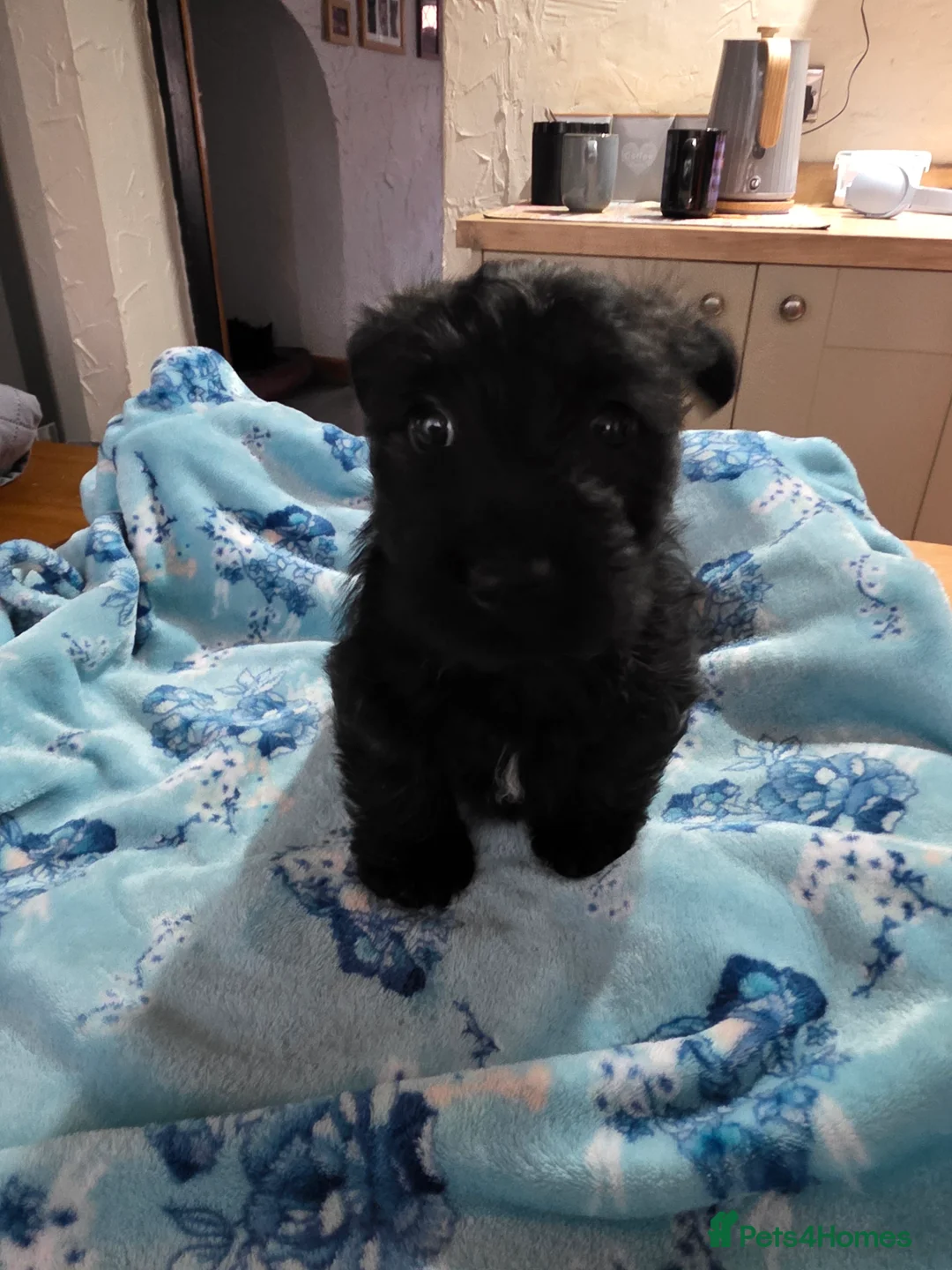 Mixed Breed dogs for sale: Scoland terrier  - Advert 12