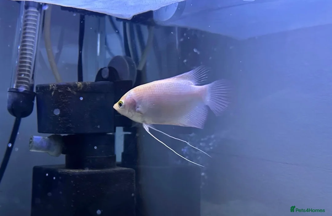 Gouramis fish for sale: Baby Giant Gourami  in Exeter - Advert 2
