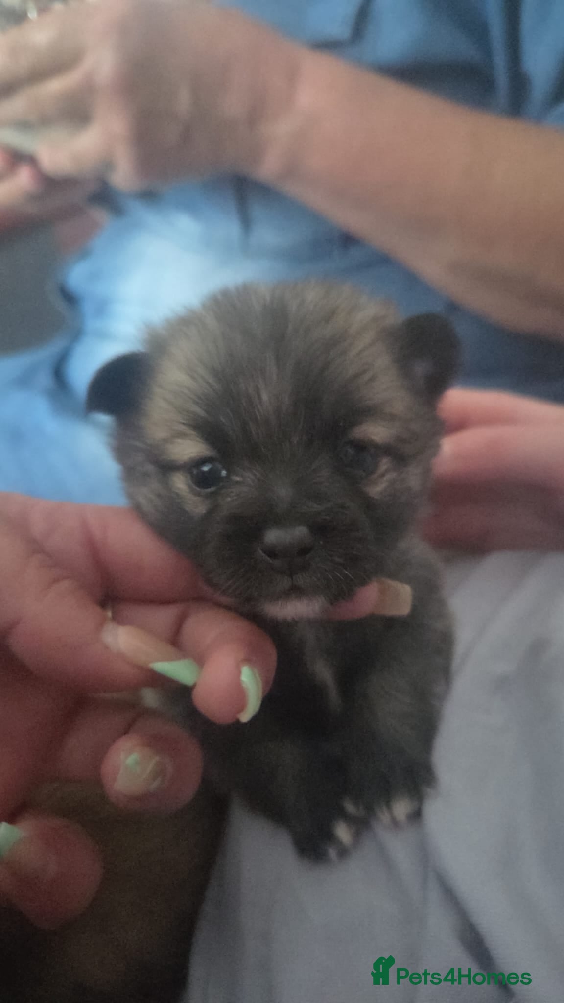 Pomeranian dogs for sale: 4 boy pomeranian, Russian line - Advert 10