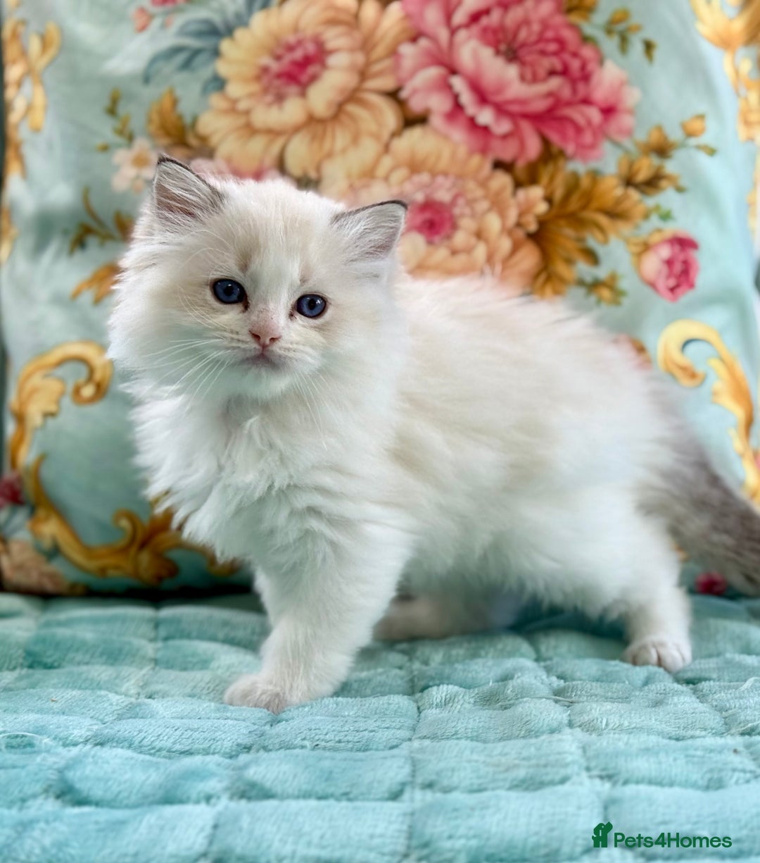 Ragdoll cats for sale: ‼️ HIGH QUALITY ‼️ pet boy  - Image 4