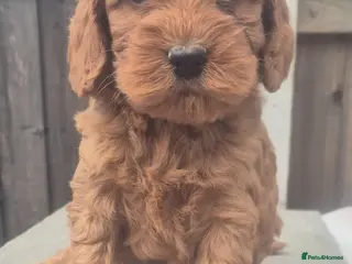 Cockapoo dogs 1 GIRLEXTENSIVELY HEALTH TESTED F1 SHOW COCKERPOO* - Advert 5