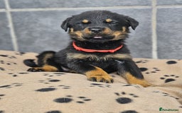 Rottweiler dogs for sale: Stunning Rottweiler puppys - Image 10