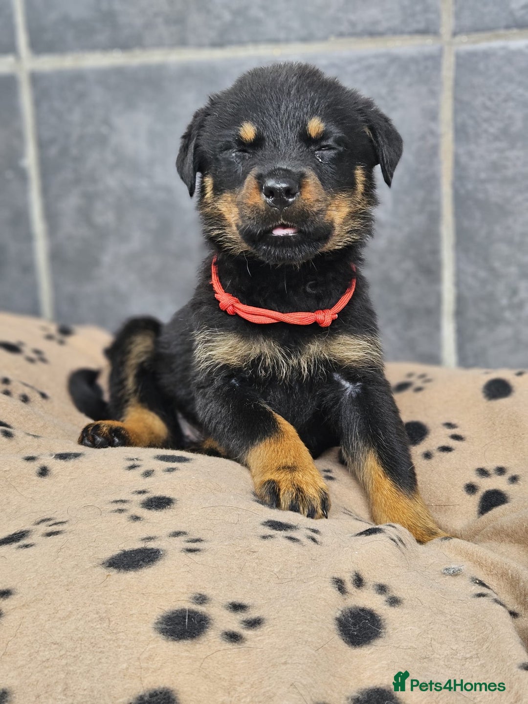 Rottweiler dogs for sale: Stunning Rottweiler puppys - Image 10