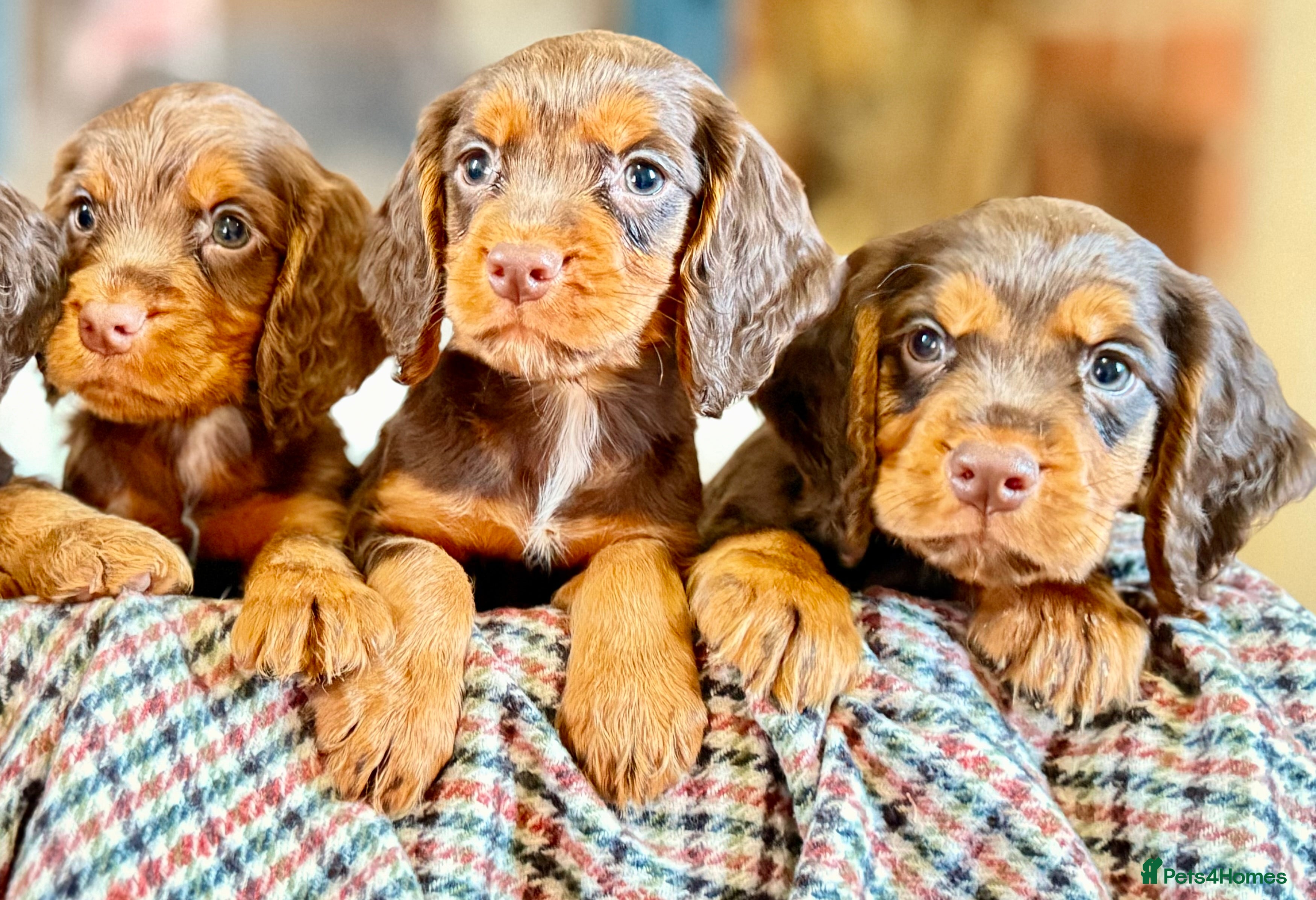 Cocker Spaniel dogs READY TO LEAVE true quality working cocker pups - Advert 1