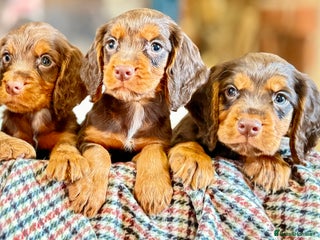 Cocker Spaniel dogs READY TO LEAVE true quality working cocker pups - Advert 1