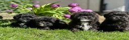 Shihpoo dogs for sale: Stunning shihpoo pups ready now  - Advert 6