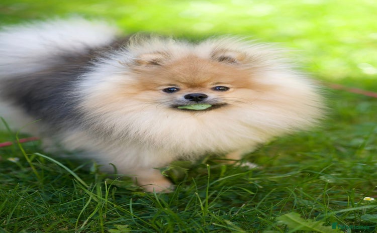Pomeranian dogs - Advert 4
