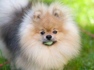 Pomeranian dogs - Advert 17