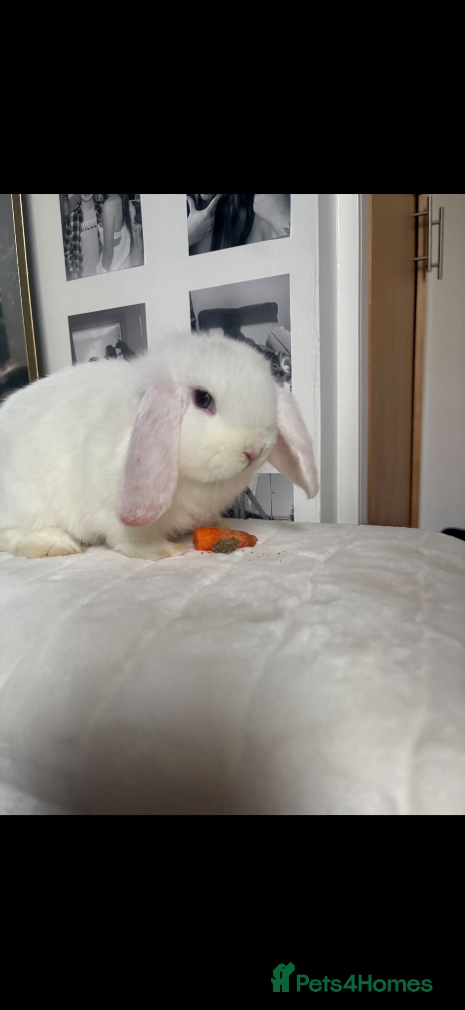 Mini Lop rabbits Selling the sweetest mini lop and supplies - Advert 1