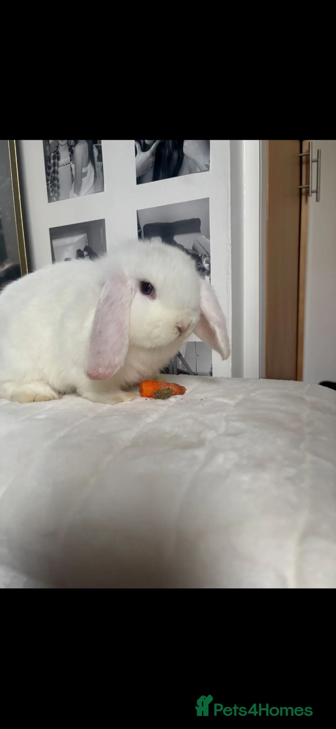 Mini Lop rabbits for sale: Selling the sweetest mini lop and supplies in Salford - Advert 1
