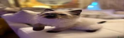Ragdoll cats for sale: Adorable purebred Ragdolls  - Advert 6