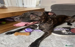 Staffordshire Bull Terrier dogs for sale: Beautiful boy needs rehoming  - Image 4