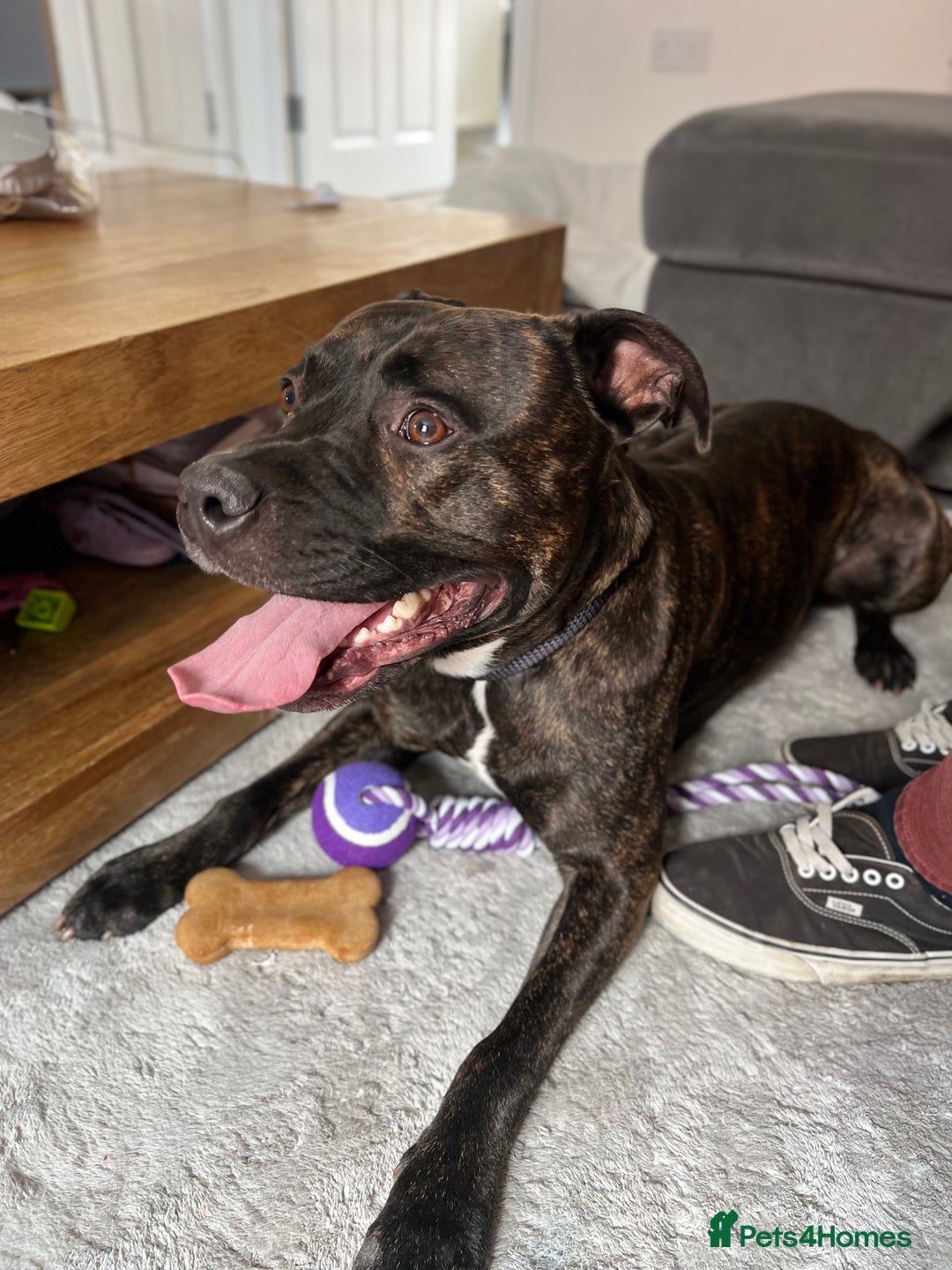 Staffordshire Bull Terrier dogs for sale: Beautiful boy needs rehoming  - Image 4