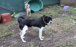 Mixed Breed dogs for adoption: 💙🐶 BOB 🐶💙 - Image 6