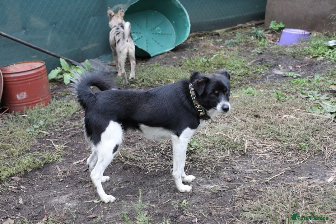 Mixed Breed dogs for adoption: 💙🐶 BOB 🐶💙 - Image 6