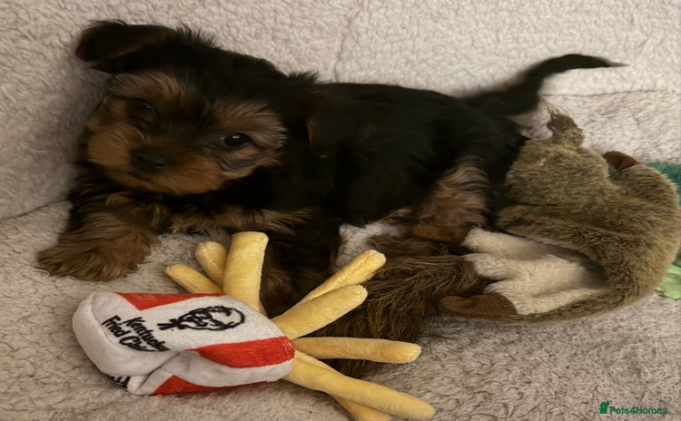 Yorkshire Terrier dogs Yorkshire Terrier Puppies ready to go now  - Advert 1
