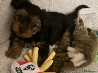 Yorkshire Terrier dogs Yorkshire Terrier Puppies ready to go now - Advert 6