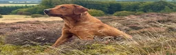 Labrador Retriever dogs for sale: Labrador puppies - Advert 2