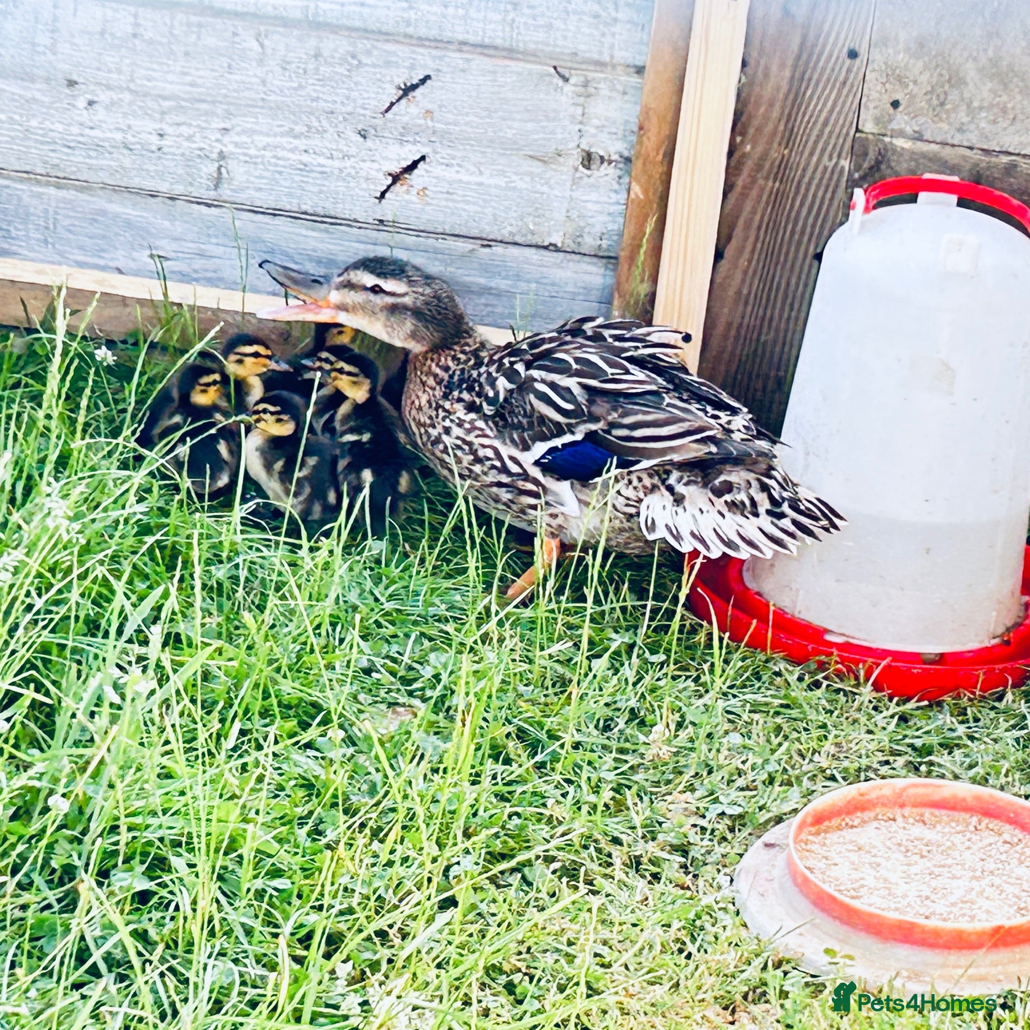Ducks poultry Mallard Ducks 3 weeks old, also some 6 weeks old  - Advert 14