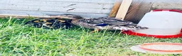 Ducks poultry for sale: Mallard Ducks 3 weeks old, also some 6 weeks old  - Advert 1