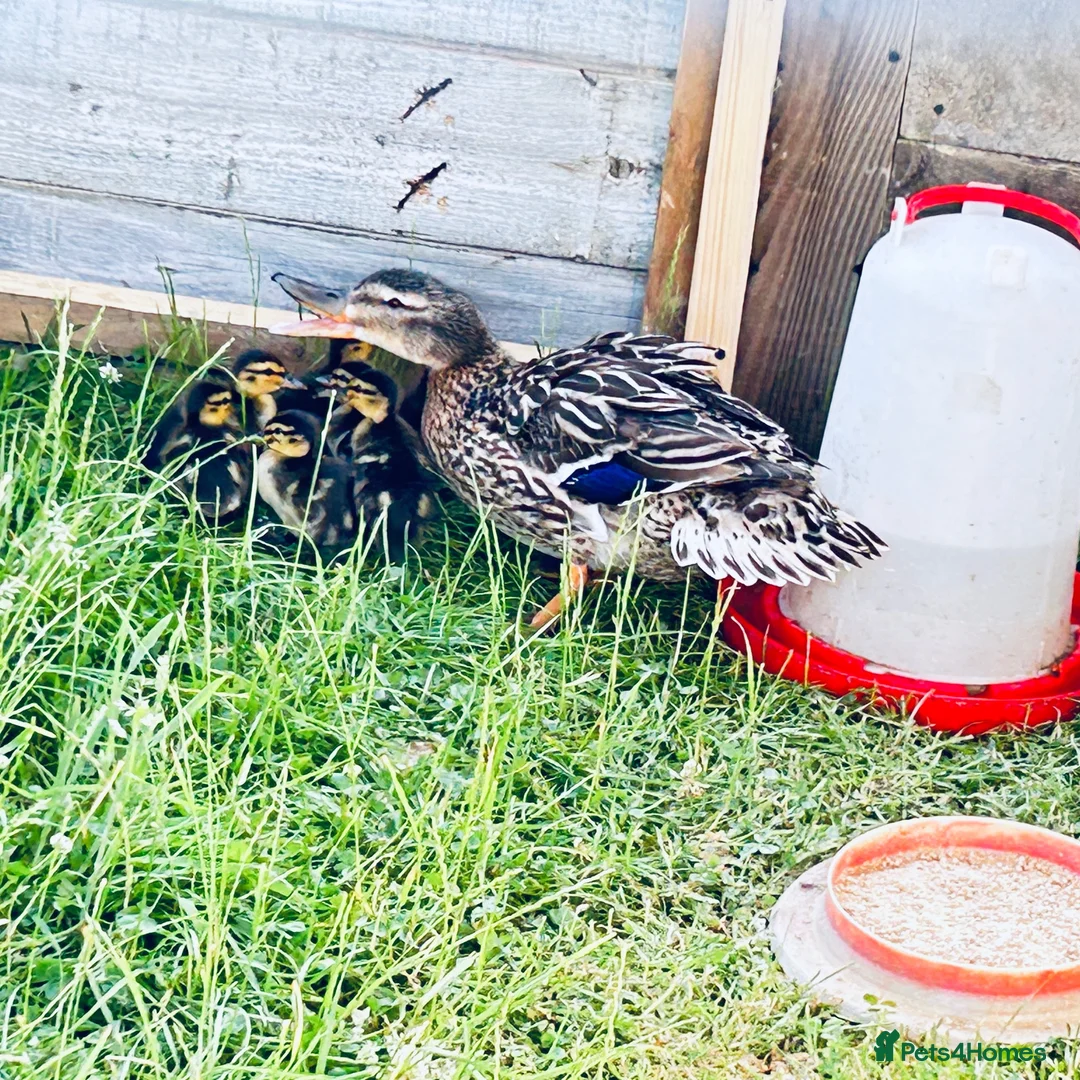Ducks poultry for sale: Mallard Ducks 3 weeks old, also some 6 weeks old  - Advert 1