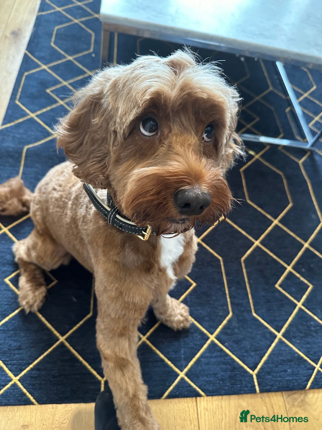 Cockapoo dogs for sale: Adult Cockapoo 8 years old  - Advert 3