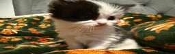 British Longhair cats for sale: British Longhair x kittens for sale - Advert 3